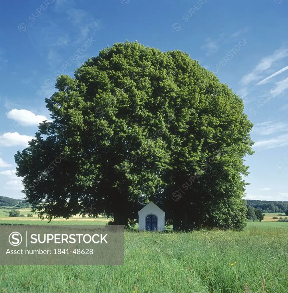 Chapel under tree in field, Bavaria, Germany