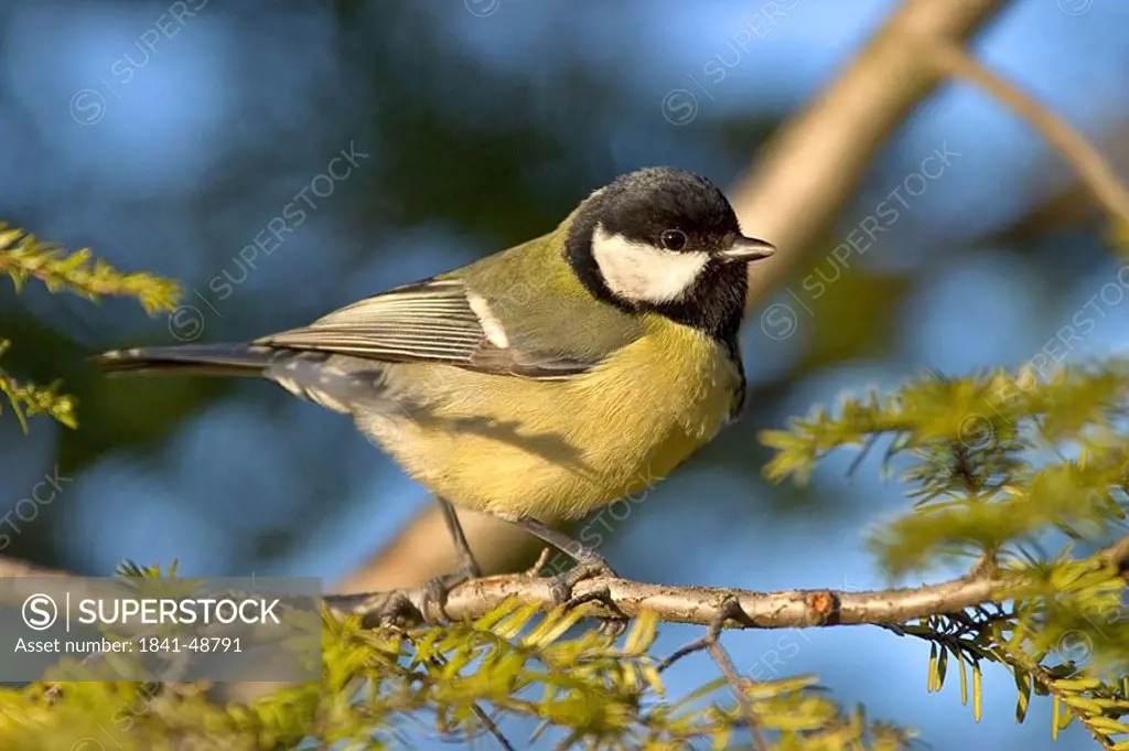 Close_up of Great Tit Parus major bird perching on branch