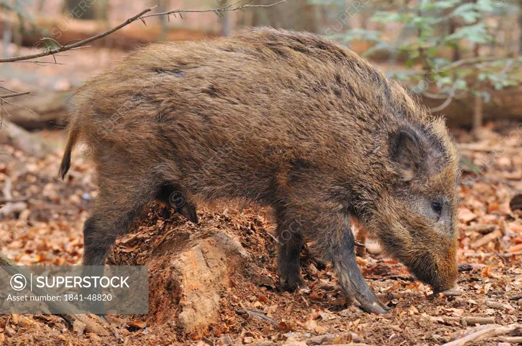 Close_up of Wild Boar Sus Scrofa foraging in forest