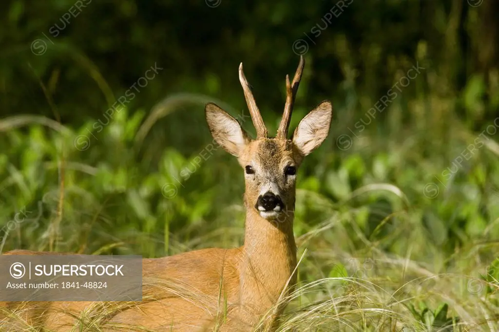 Close_up of European Roe Deer Capreolus capreolus standing in forest