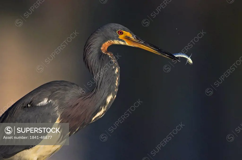 Close_up of Tricolored Heron Egretta tricolor with prey in its beak