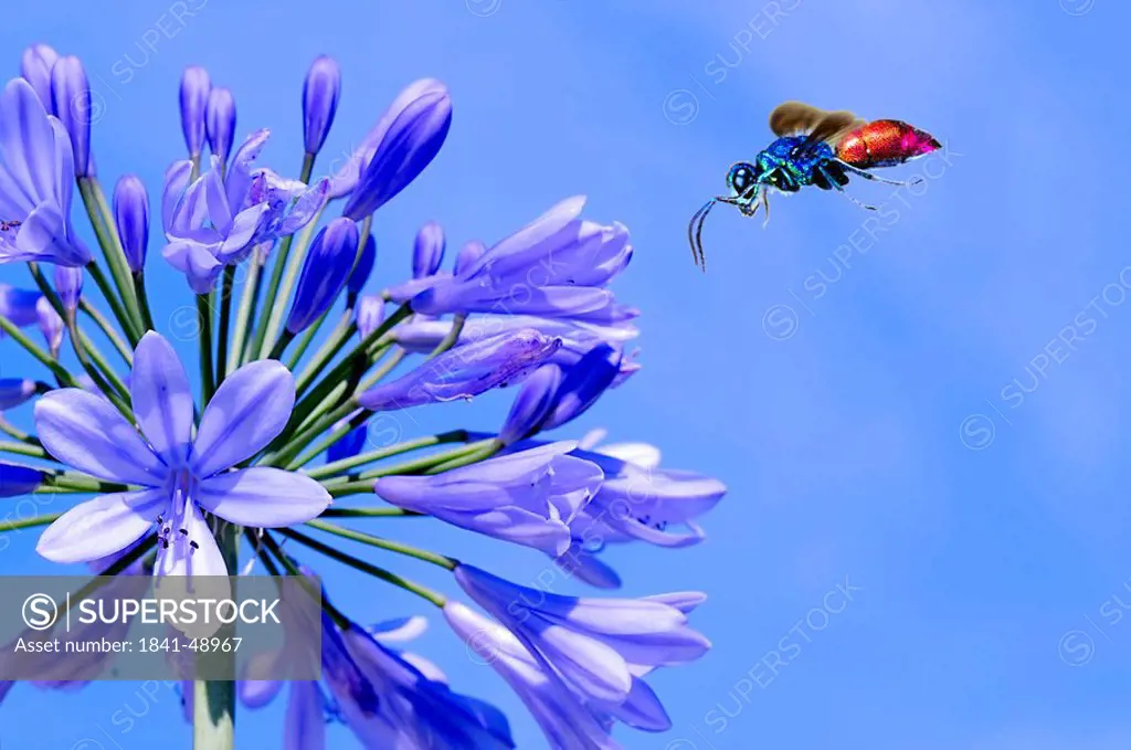 cuckoo wasp Chrysis ignita flying to a Agapanthus, close_up