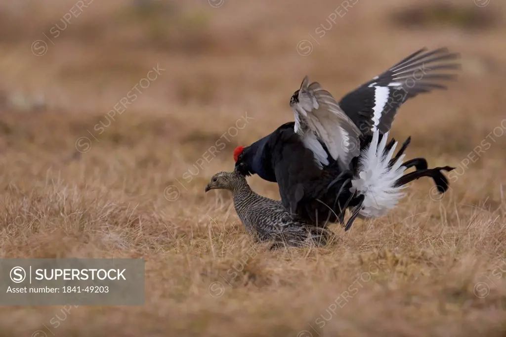 Black Grouse Tetrao tetrix mating in field