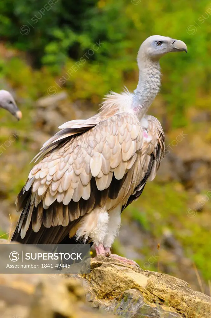 Griffon vulture Gyps fulvus perching on rock