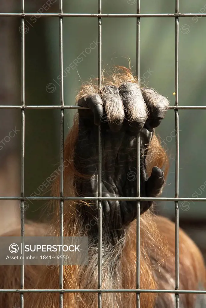 Hand of an ape grabbing through bars, Frankfurt Zoological Garden, Germany