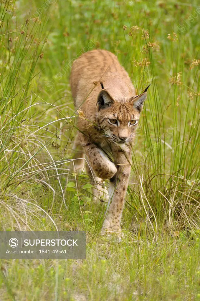 Carpatian lynx crreping through grass