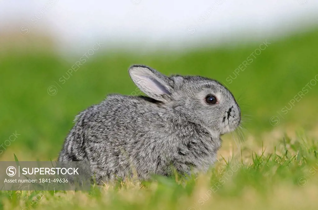 American Chinchilla sitting on the grass, side view