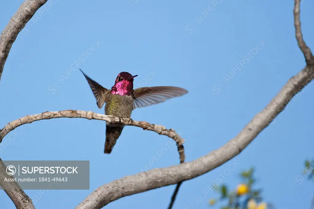 Hummingbird perching on a twig, Arizona, USA, low angle view