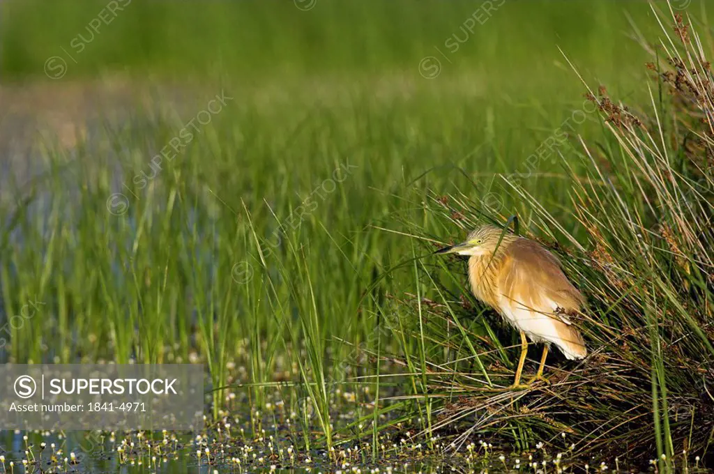 Squacco Heron Ardeola ralloides standing among the reeds, side view
