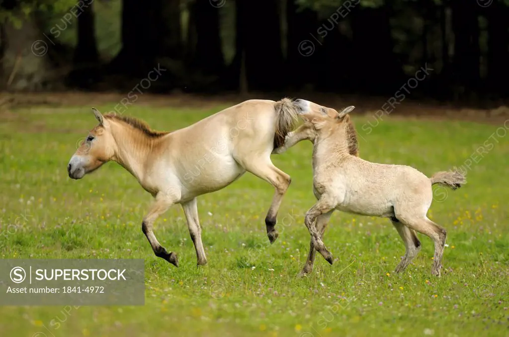 Two Przewalski´s wild horses, Equus przewalskii, Bavarian Forest, Germany