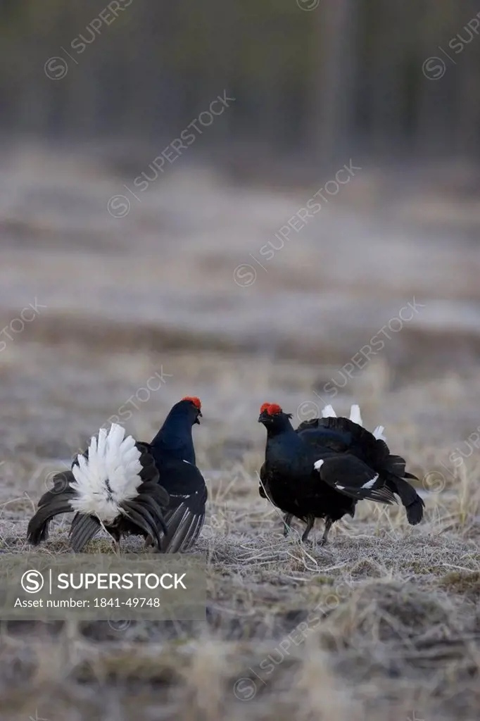 Two Black Grouse Tetrao tetrix spreading its wings in field
