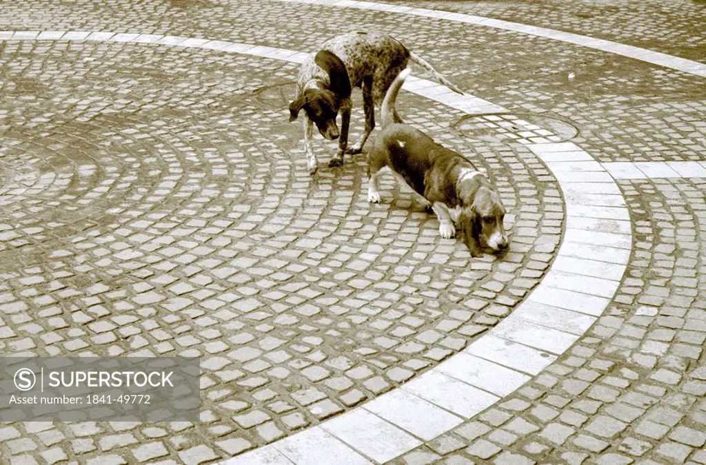 Two dogs on cobblestone pavement