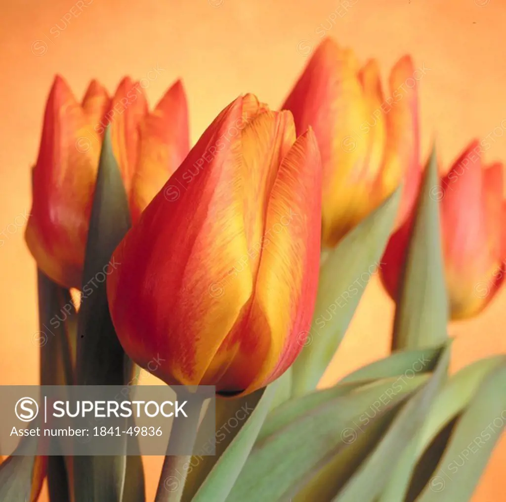 Close_up of tulip flowers