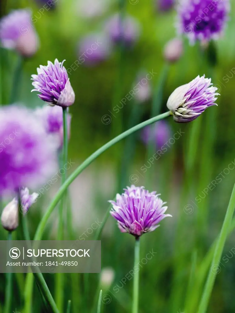 Close_up of chive flowers