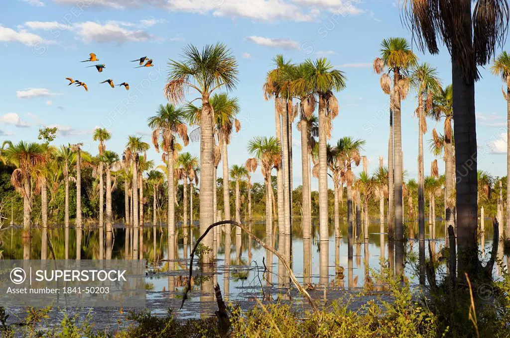 Wetlands with palms and flying Blue_and_yellow Macaws Ara ararauna, Bom Jardim, Mato Grosso, Brazil