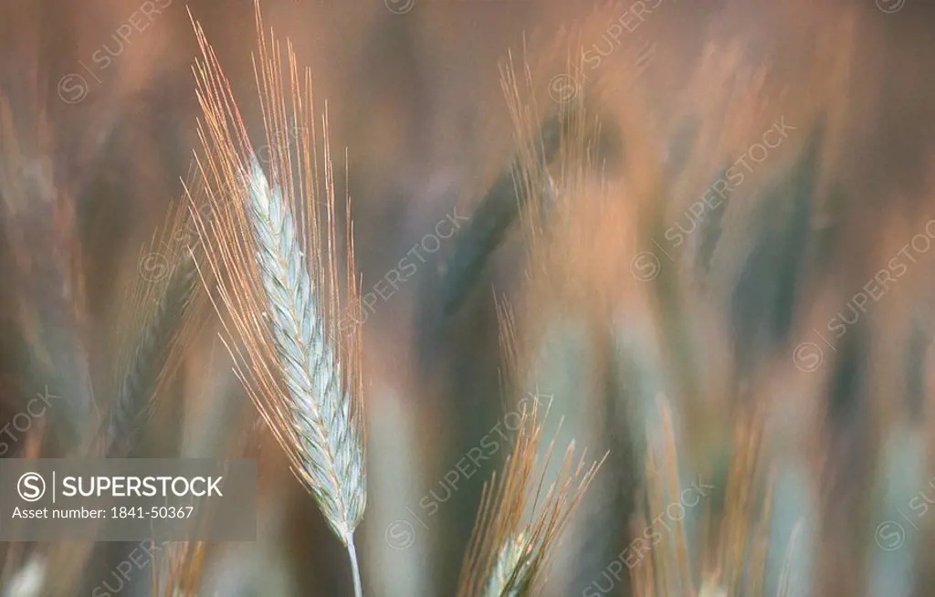 Close_up of ear of Rye in field