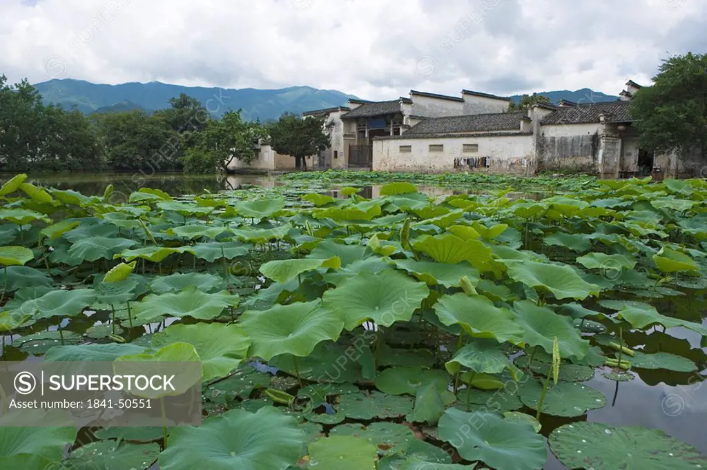 Lily pads in pond, Hongcun, Anhui, China