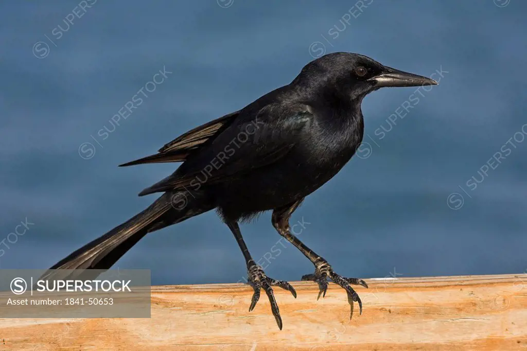Close_up of Boat_tailed Grackle Quiscalus major perching on fence