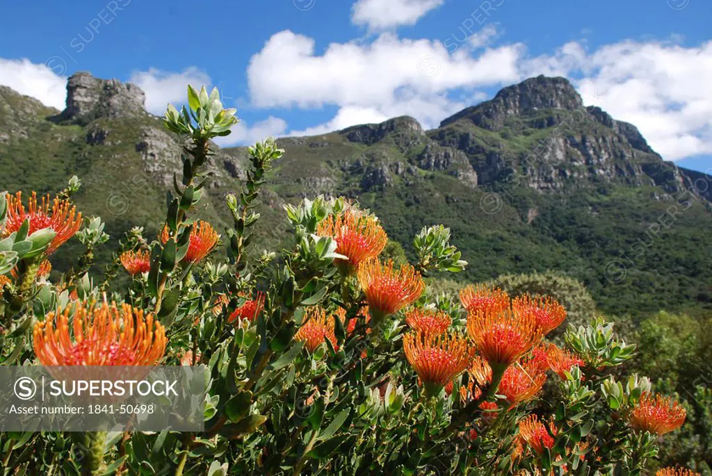 Close_up of pincushion flowers blooming in botanical garden, Table Mountain, Western Cape, South Africa