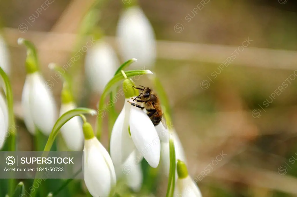 Close_up of bee pollinating snowdrop flowers in field, Franconia, Bavaria, Germany