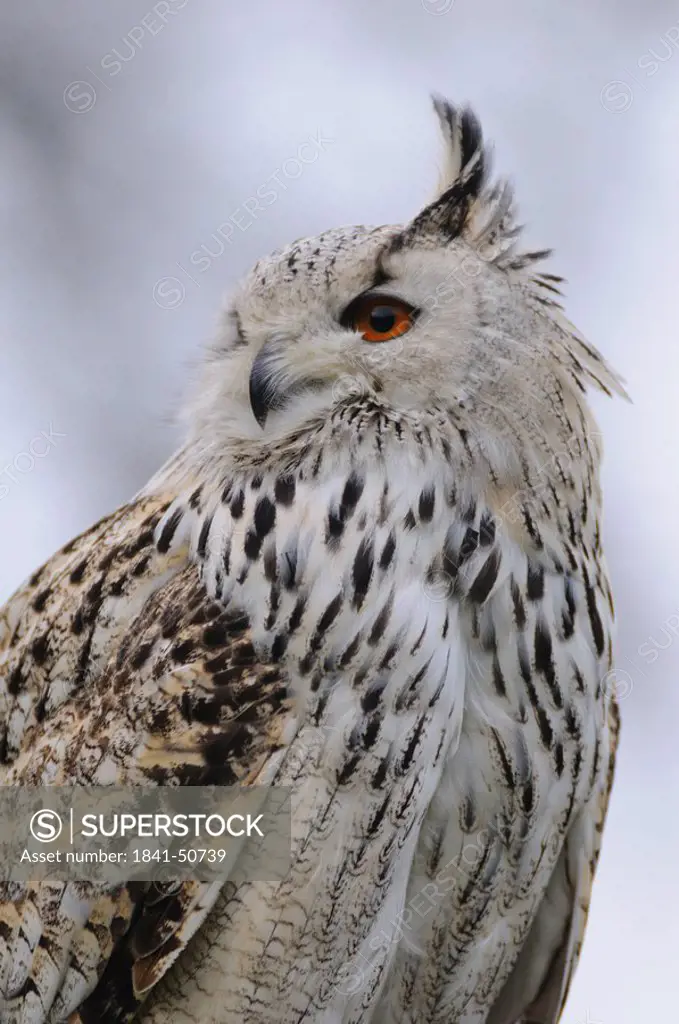 Close_up of Milky Eagle owl Bubo bubo