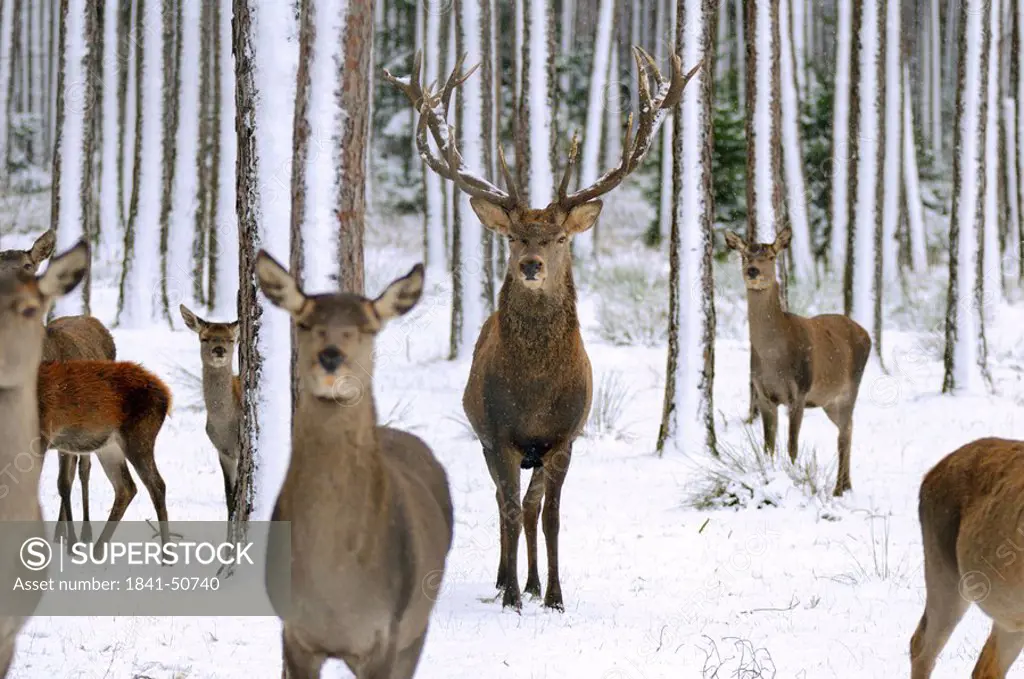 Herd of Red deer Cervus elaphus in forest, Franconia, Bavaria, Germany