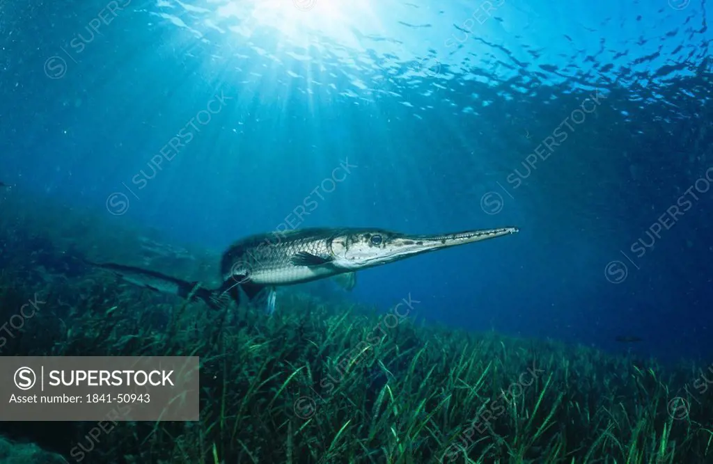 Florida Gar Lepisosteus platyrhincus fish underwater, Rainbow River, Florida, USA