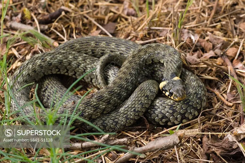 Close_up of Grass Snake Natrix natrix in field