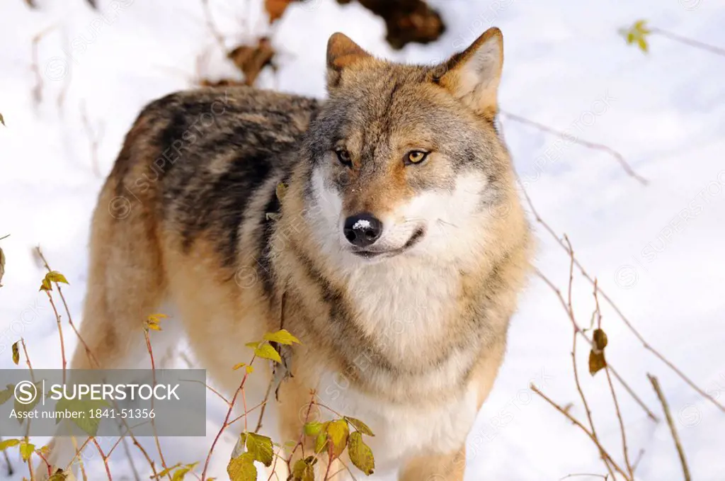Grey wolf Canis lupus in forest, Bavarian Forest National Park, Bavaria, Germany
