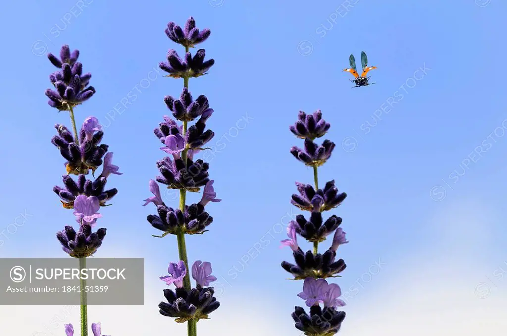 ladybug flying to lavender, close_up