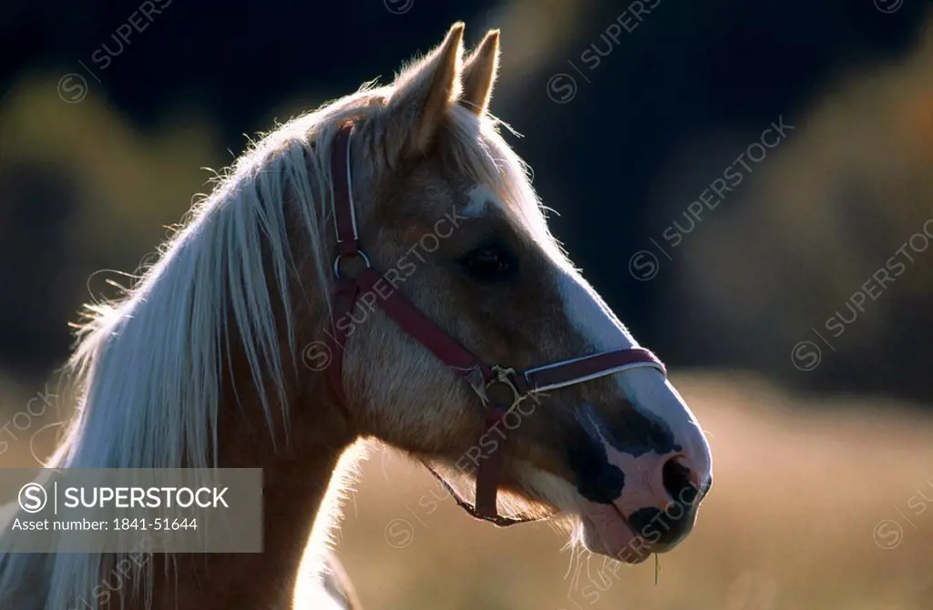 Close_up of head of Haflinger horse