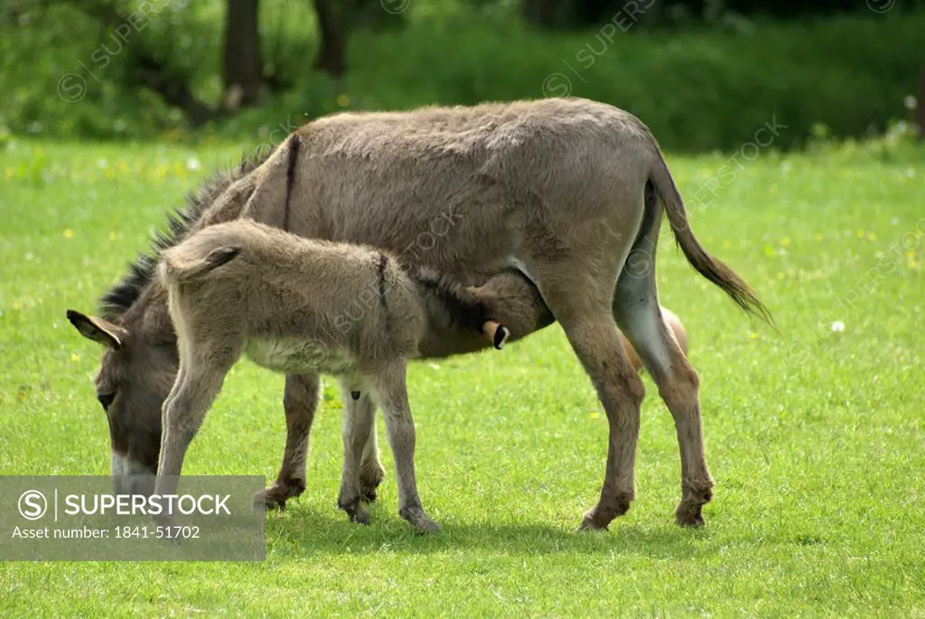 Donkey nursing its foal in field