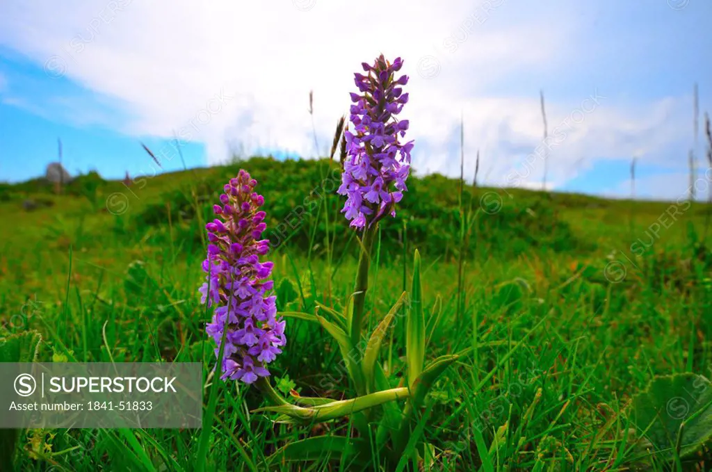 Early Marsh_Orchid Dactylorhiza incarnata flowers blooming in field, Styria, Austria