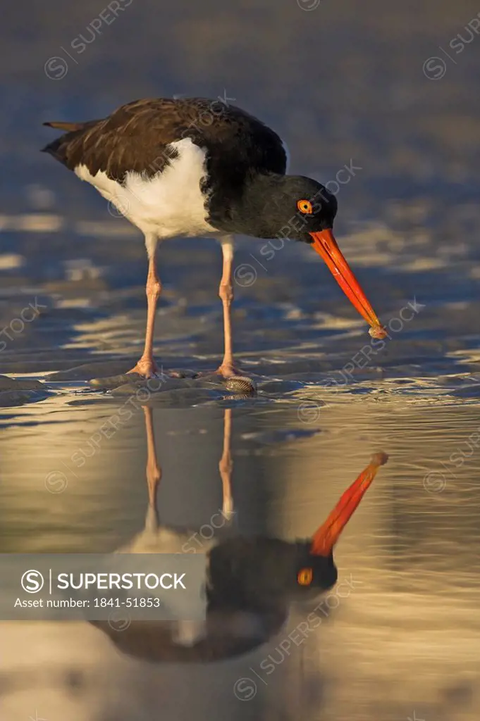 Close_up of American Oystercatcher Haematopus palliatus foraging in water