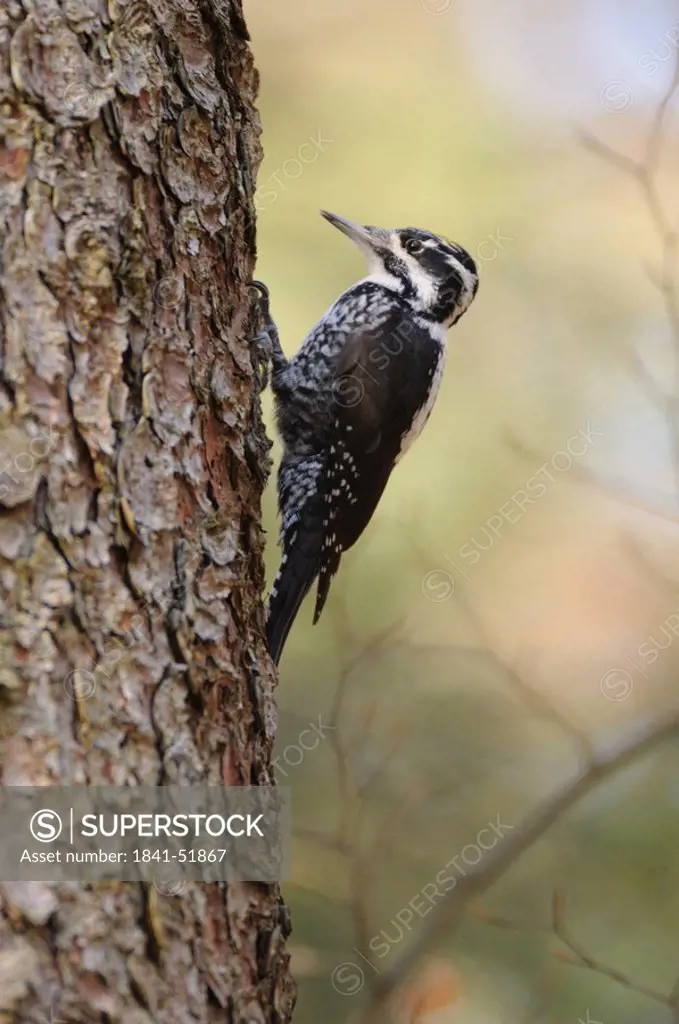 Close_up of Eurasian Three_toed Woodpecker Picoides tridactylus perching on tree trunk, Bavarian Forest National Park, Bavaria, Germany