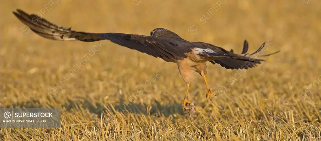 Close_up of Montagu´s Harrier Circus pygargus flying over cornfield