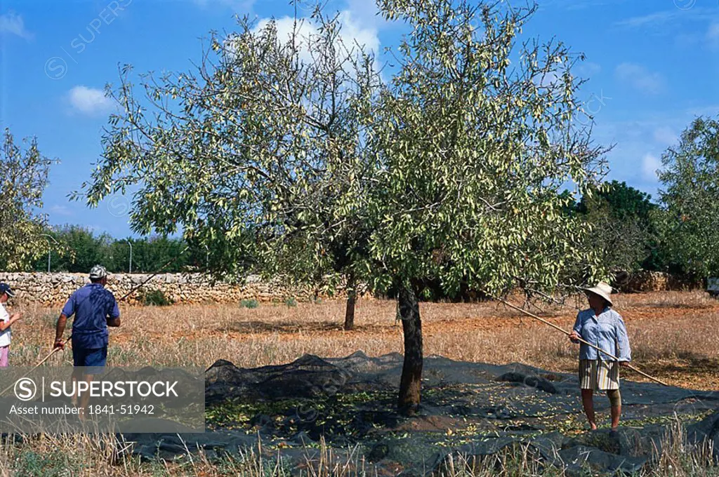 Farmers in ripe tree, Balearic Islands, Majorca