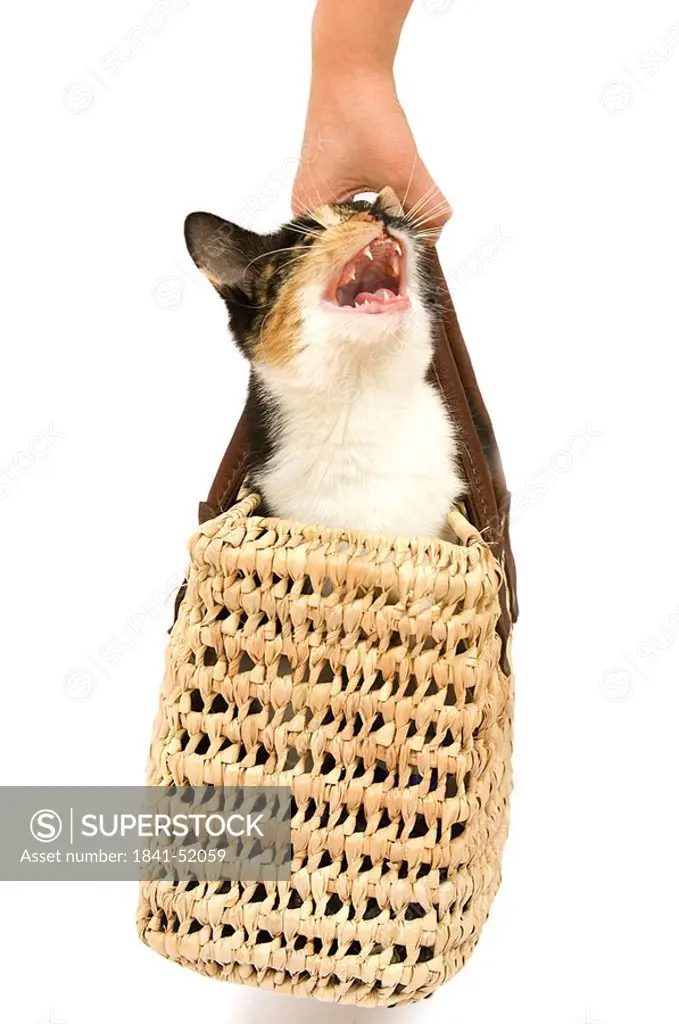 Person´s hand carrying Kitten in basket