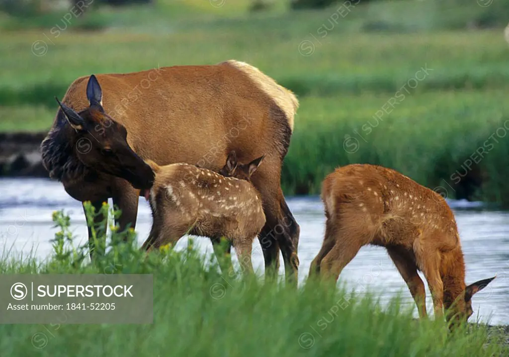 Moose Alces alces and two Red Deer Cervus elaphus standing at riverside, Yellowstone National Park, Montana, USA