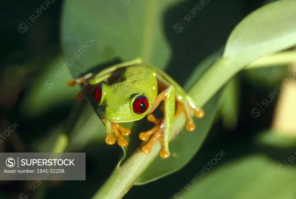 Close_up of Red_eyed Tree Frog Agalychnis callidryas on leaf, San Blas Islands, Panama