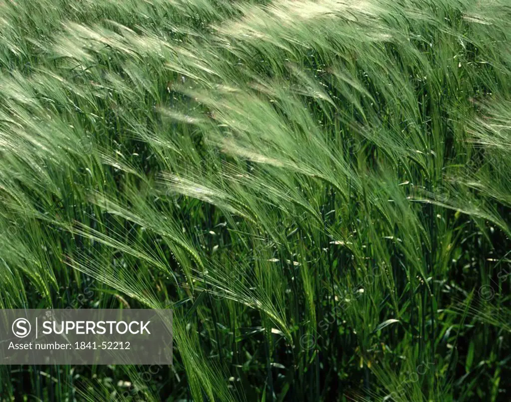 Barley crop growing in field