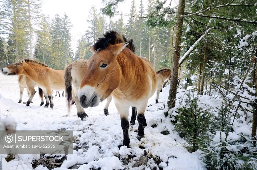 Przewalski´s horses Equus caballus przewalskii in forest, Bavarian Forest National Park, Bavaria, Germany