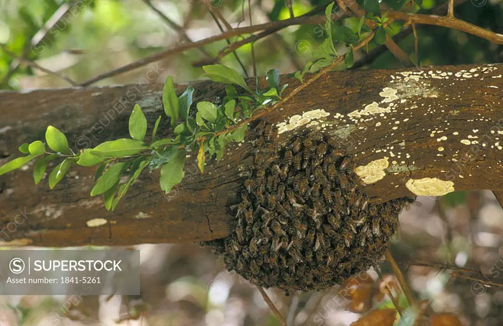 Group of wasps in its nest on tree, Costa Rica