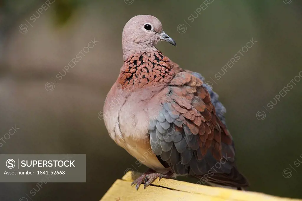 Laughing dove, Streptopelia senegalensis, Gambia, West Africa, Africa