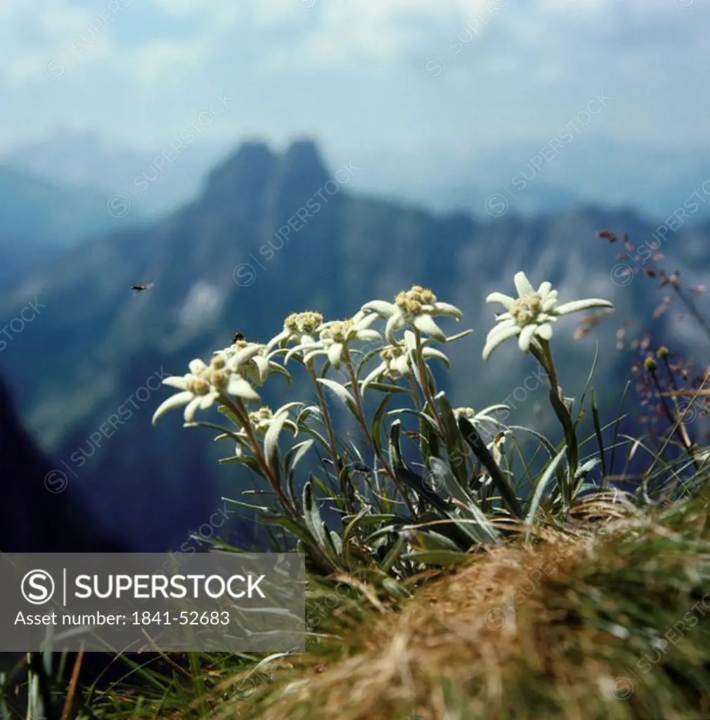 Close_up of flowers blooming on hill, Allgaeu, Bavaria, Germany