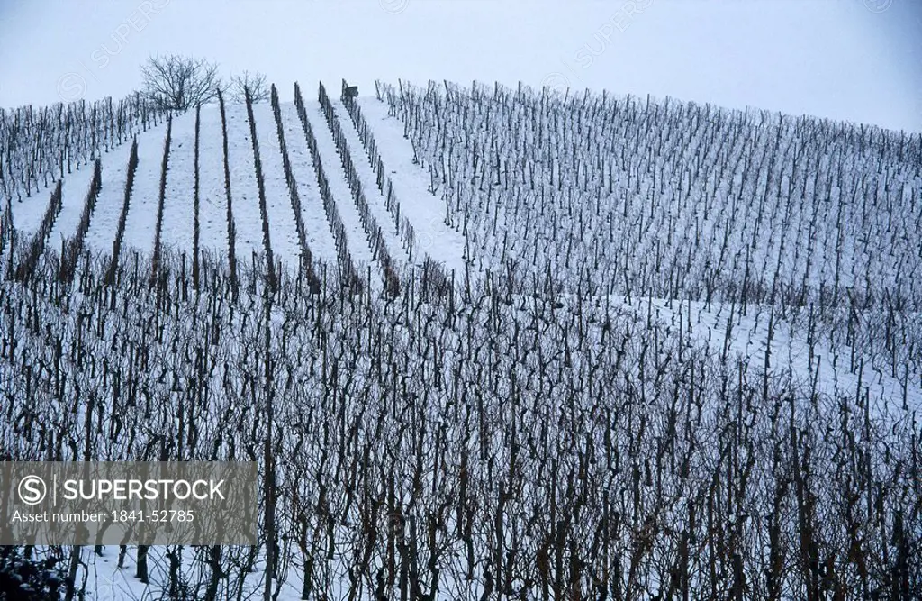 Vineyard on a snowcoverd landscape, Franconia, Germany
