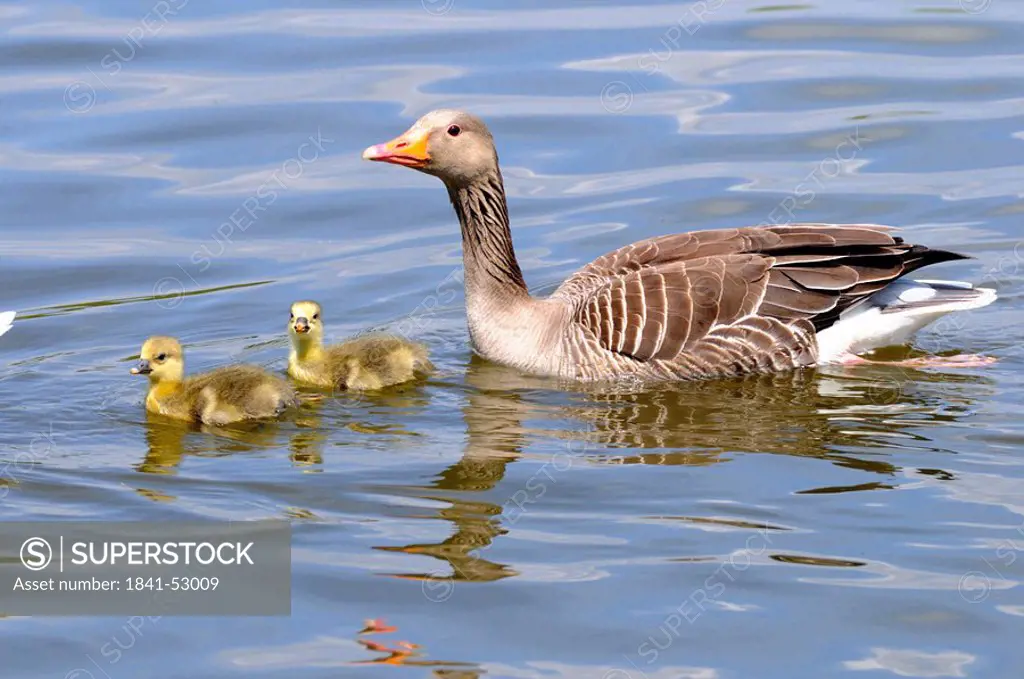 Close_up of Grey goose Anser anser swimming in lake with its goslings