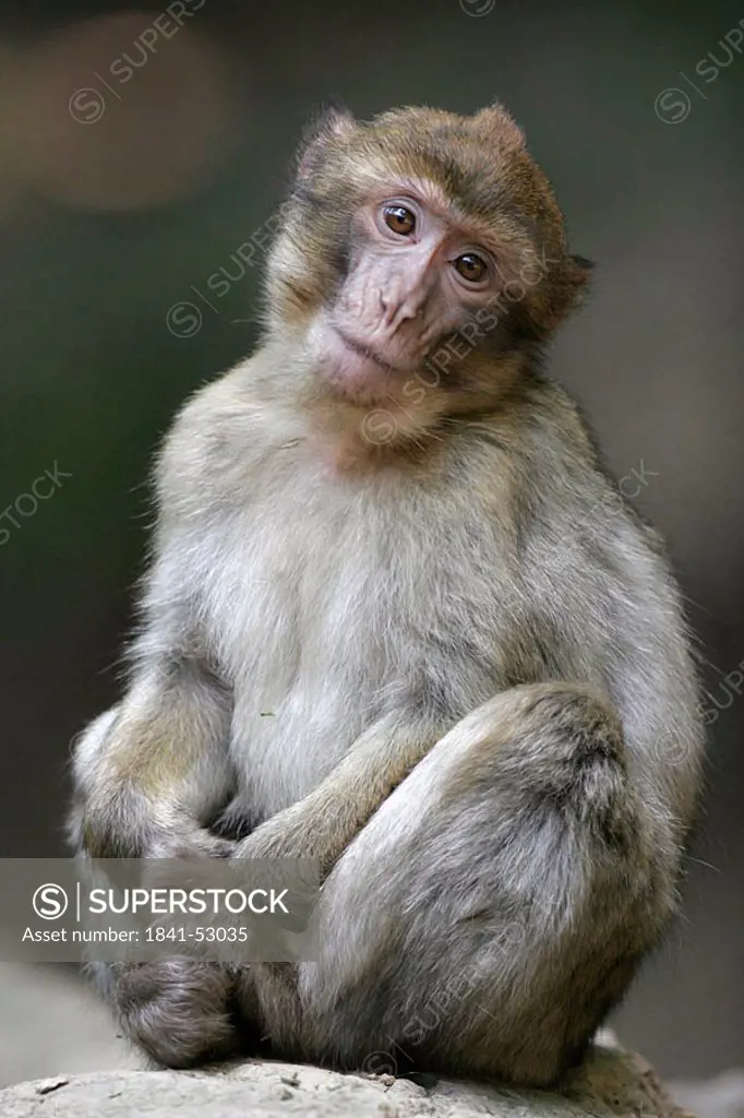 Barbary Macaque Macaca sylvanus sitting on termite mound in forest
