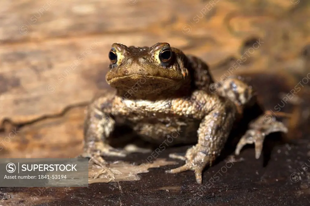 European common toat, Bufo bufo, Geesthacht, Schleswig_Holstein, Germany
