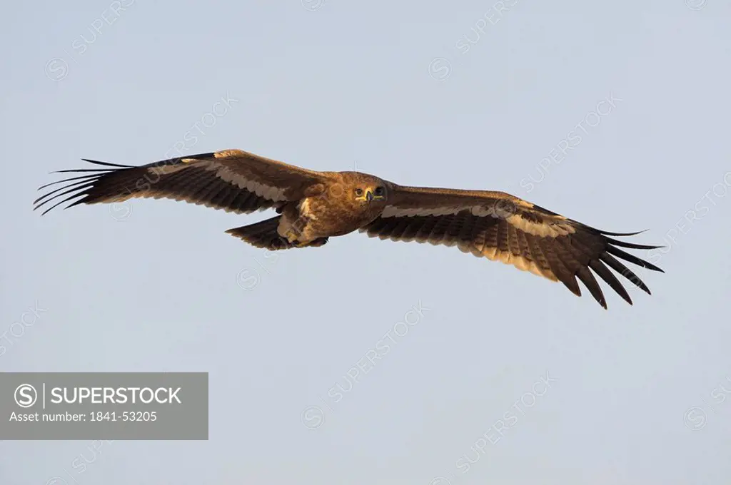Steppe Eagle Aquila nipalensis flying